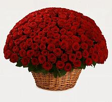 251 Премиум красная роза #REPLACE_PRED# Акташ Премиум букет из: Розы #REPLACE_PRED# Акташ